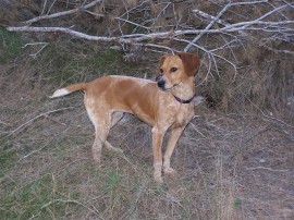 Emi (Teckel x Spaniel Bretón)